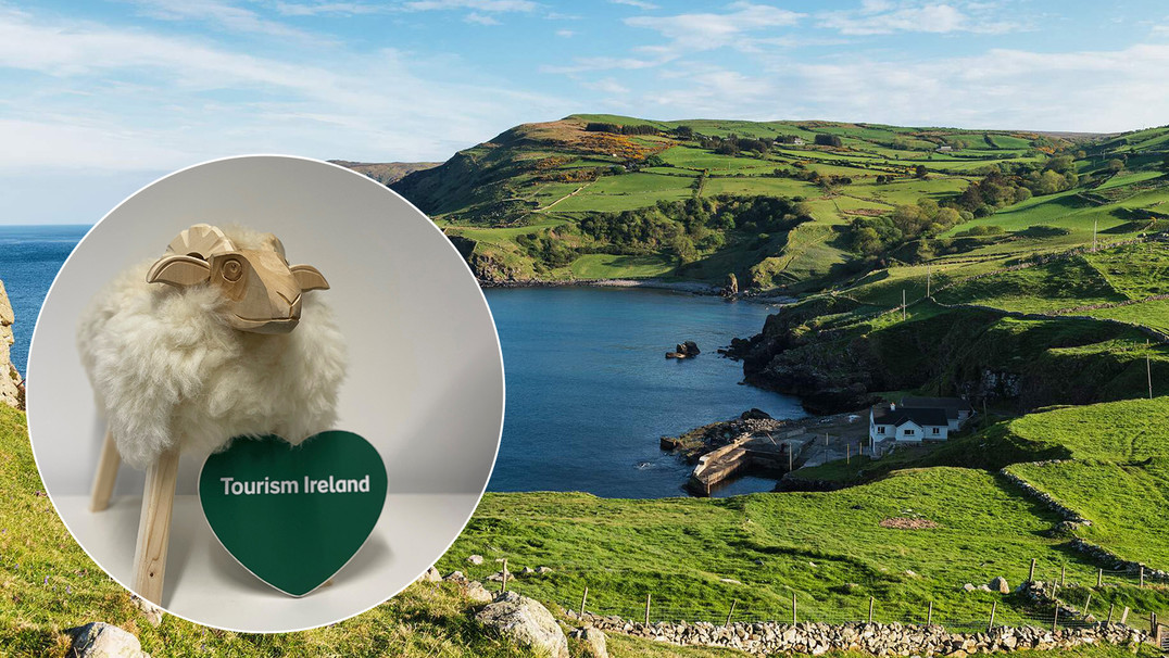 Irland-Schaf zum Knuddeln