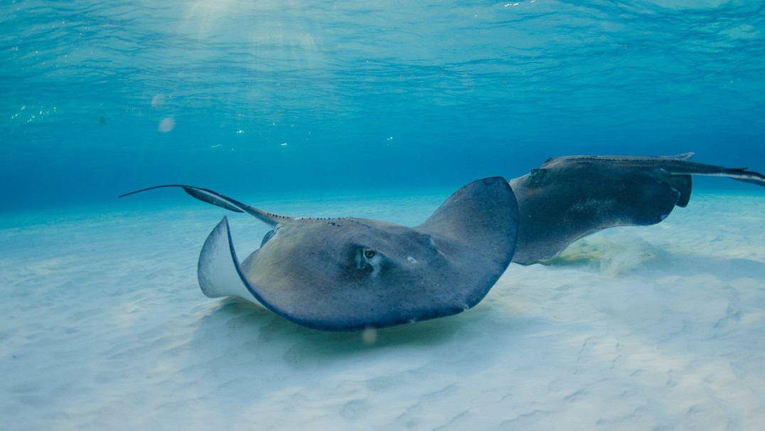 Drei Inseln, drei Charaktere