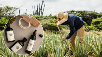 Wellness für zu Hause mit Aloe Vera aus Aruba