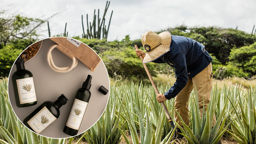 Wellness für zu Hause mit Aloe Vera aus Aruba